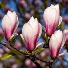 Магнолия обнажённая Purpurescens
