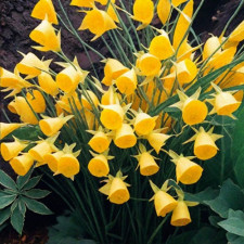 Нарцисс миниатюрный Golden Bells