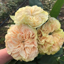 Троянда чайно-гібридна Вікторіан Веддінг