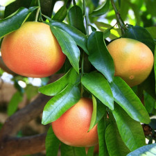 Грейпфрут кімнатний Томпсон