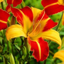 Лілійник Frans Hals