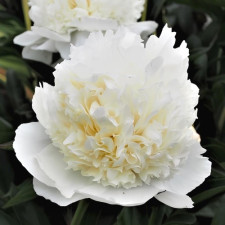 Пион травянистый Lancaster Imp