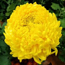 Хризантема крупноцветковая Polodor Yellow