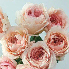 Роза японская Цумуги