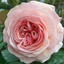 Троянда чайно-гібридна Андре Ле Нотр