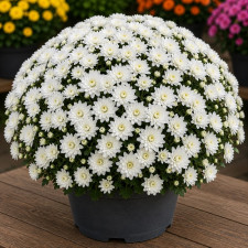 Хризантема мультифлора Branangel White