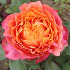 Роза чайно-гибридная Ричмонд Парк