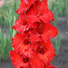 Гладиолус Roma