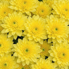 Хризантема гілкова Pina Colada Yellow