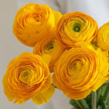 Лютик садовый Aviv Yellow