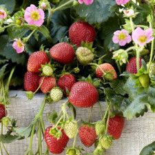 Полуниця ампельна Frisan F1