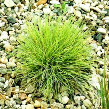 Овсяница сизая Golden Toupee