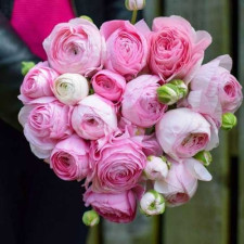 Лютик Tomer Pink