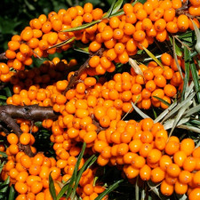 Облепиха жіноча Frugana