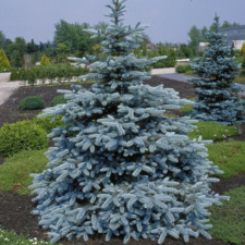 Ялина Хупсі,Hoopsii (щеплена)