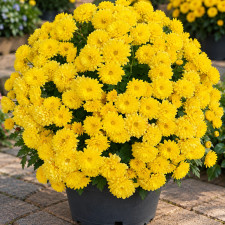Хризантема мультифлора Padre Yellow
