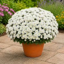Хризантема мультифлора Fair White