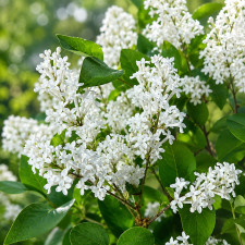 Бузок Мейєра Flowerfesta White