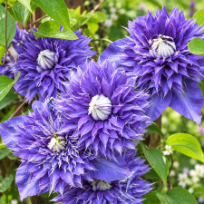 Клематис Multi Blue