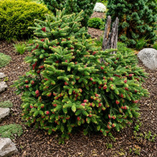 Пихта греческая  Meyer's Dwarf 