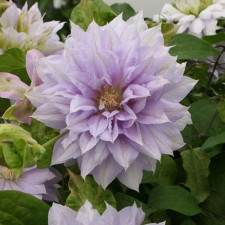 Клематис Белль оф Воркинг, Belle of Woking