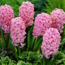 Гіацинт Anna Marie