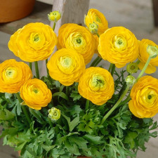 Лютик садовый Tomer Yellow