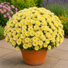 Хризантема мультифлора Ditto Yellow