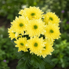 Хризантема веточная Commander Yellow