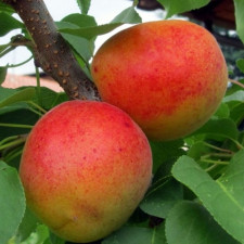 Абрикос Писана