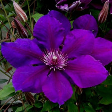 Клематис Gipsy Queen