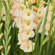 Гладіолус Cream Perfection