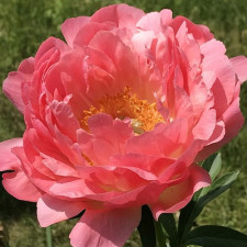 Пион травянистый Coral Sunset