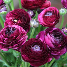 Лютик Tomer Purple