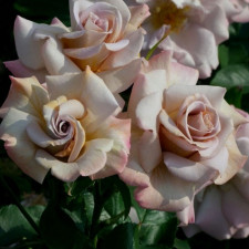 Роза флорибунда Стефан Руло