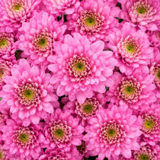 Хризантема гілкова Baltica Pink