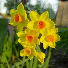 Нарцисс таццета Grand Soleil d'Or