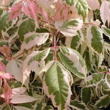 Клен ясенелистный Фламинго