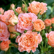 Роза флорибунда Свит Дрим