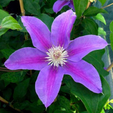 Клематис Etoile de Melicorne