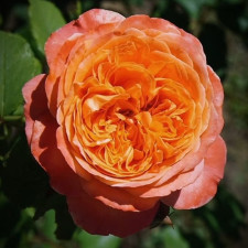 Роза чайно-гибридная Рене Госсини