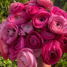 Лютик садовий Aviv Rose