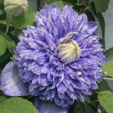 Клематис Blue Light