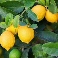 Гибрид лимон-мандарин Лиза