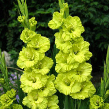 Гладіолус Green Star