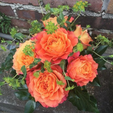 Троянда чайно-гібридна Вайлд Спіріт