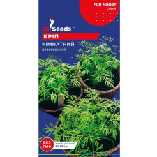 Семена Укропа Комнатный