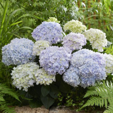 Гортензия крупнолистная Доппио Азуро, Doppio Azuro