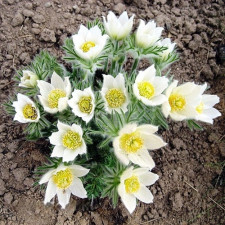 Сон-трава Alba