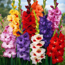 Гладіолус Мікс 5шт.